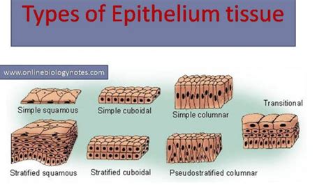 Types of epithelial tissue: simple, compound and specialized - Online Biology Notes