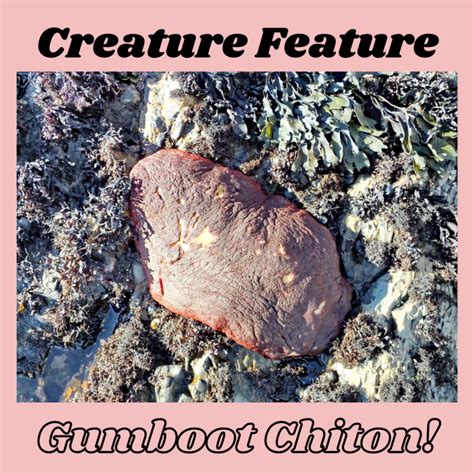 Creature Feature: Gumboot Chiton | NEC