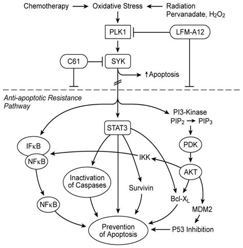 SYK as a Master Regulator of Apoptosis. Several chemotherapy drugs as ...