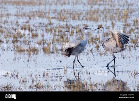 Sandhill Cranes' Mating Dance Stock Photo - Alamy