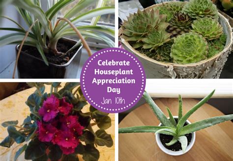 Houseplant Appreciation Day | Houseplants, Indoor Gardening | Blooming ...