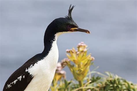 The Subantarctic Islands | Wildlife Worldwide