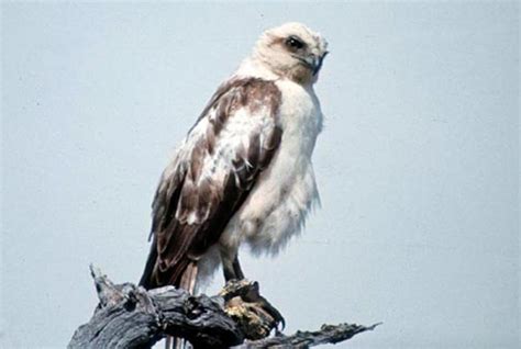 Hawaiian Hawk (Buteo solitarius) | To-Hawaii.com