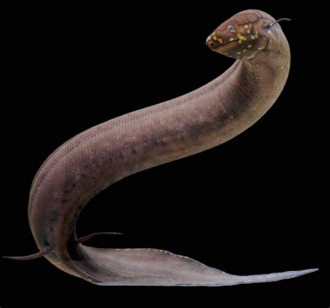 LSU Researcher Decodes Lungfish Genome, Revealing Evolutionary Pathway from Fins to Limbs