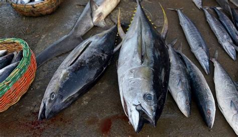 Urgent Action Is Needed to Restrict Harmful Fishing Methods in the ...