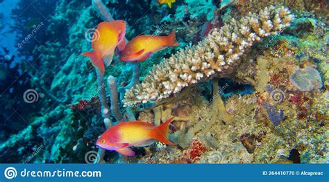 Coral Reef, Maldives stock photo. Image of hard, enjoy - 264410770