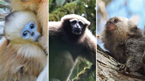 Three-quarters of primates now facing extinction, new report says | CNN