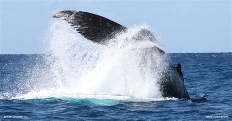 Lahaina Whale Watching Tickets | Discount on Maui whale watching