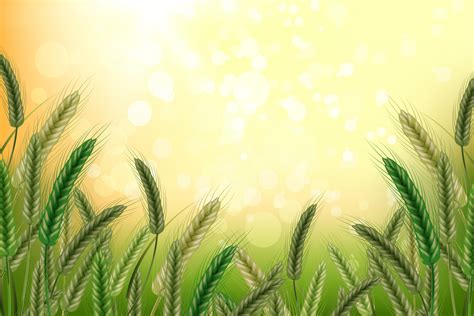 Wheat vector illustration. 10929316 Vector Art at Vecteezy