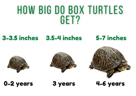 How Long To Box Turtles Live?