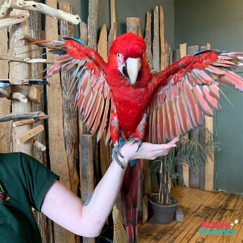 Bird Kingdom: Get Up Close With Exotic Birds and Creatures – Active Parents