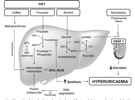 Figure 1 from Uric acid as a modulator of glucose and lipid metabolism ...