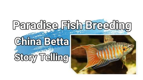 Betta Paradise Fish Breeding💏 Full Documentary with Story 😍 paradise ...