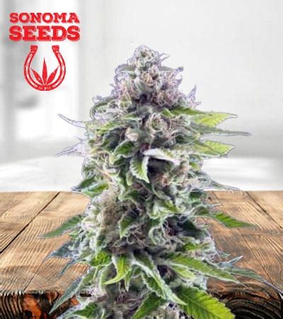 Ghost Train Haze Feminized Marijuana Seeds | Sonoma Seeds