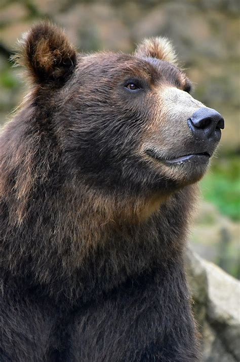 Grizzly Bear in Close-Up Photography · Free Stock Photo