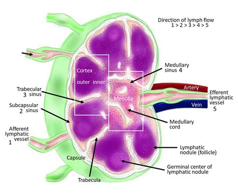 Lymph Node Anatomy Diagram