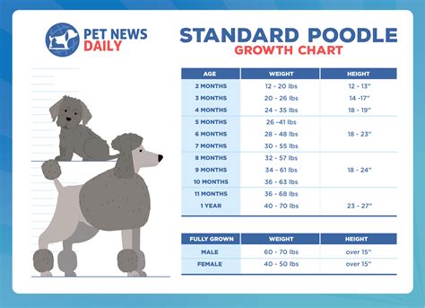 Standard Poodle Growth Chart: How Big Will Your Standard Poodle Get ...