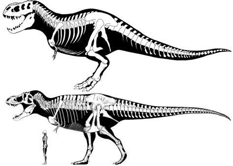 T Rex and V Rex Size Comparison by gcjdfkjbrfguithgiuht on DeviantArt