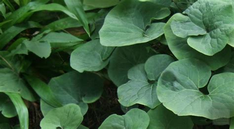 Canadian snakeroot Native Habitat Information - Buy in Bulk