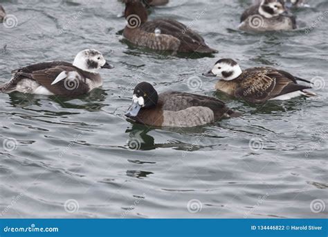 A Female Greater Scaup, Aythya Marila, with Long-tailed Ducks Stock ...