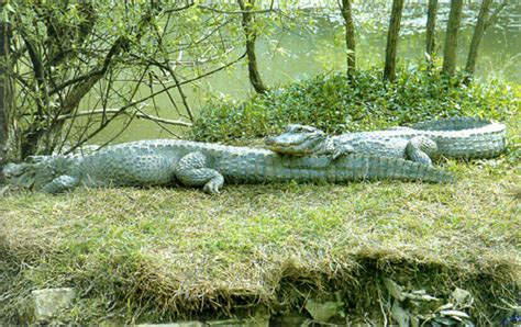 Chinese Alligator Facts and Pictures | Reptile Fact