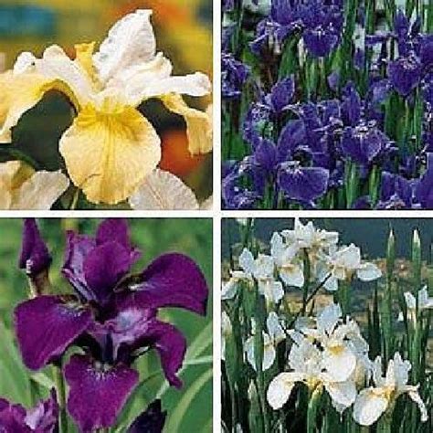 Siberian Iris 20 Seeds Iris Sibirica Perennial - Etsy