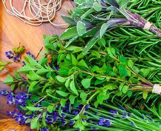 Drying Herbs » A Healthy Life For Me