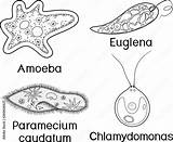Coloring page Set Of Unicellular Organisms Protozoa Paramecium  sketch template