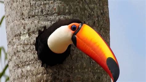 Toco Toucan - Animals | Katalay.net