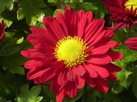 100 RED ROBINSONS DAISY Painted Chrysanthemum Coccineum - Etsy