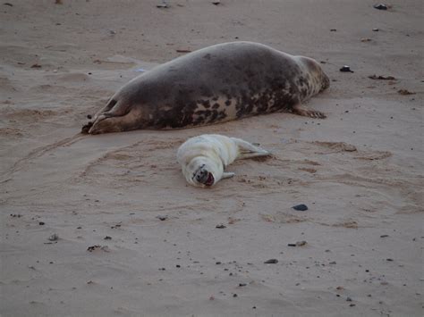 Some shots of Grey Seals - Wildlife images from around the world ...