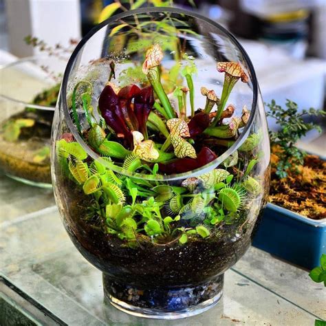 Create A Fascinating Carnivorous Terrarium - Container Water Gardens ...