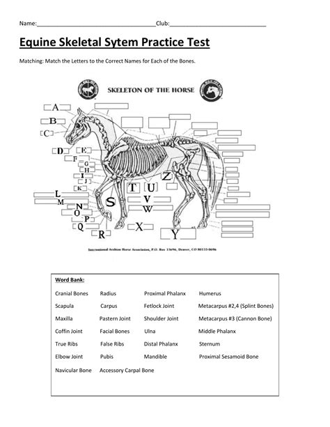 Horse Anatomy Quizzes