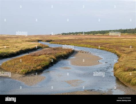 Tidal creek in the salt marshes in front of the St. Peter-Ording beach ...