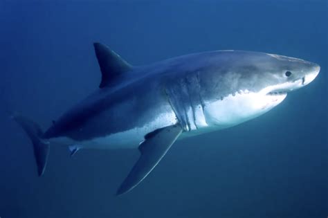 Great White Shark Attacks and Kills Surfer in South Australia - Surfer