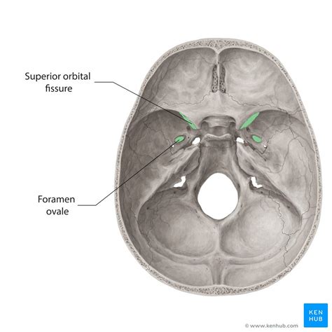 Skull: Foramina, fissures and contents | Kenhub