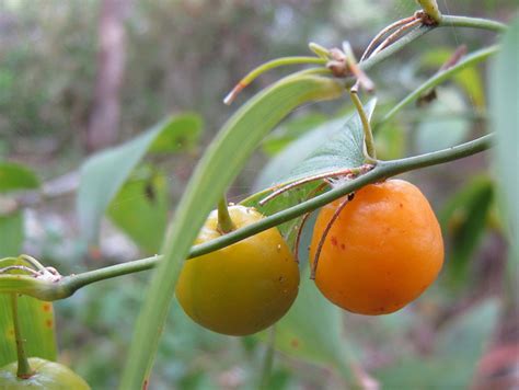 Australian Native Plant Profile: Wombat Berry (Eustrephus latifolius) | Dengarden