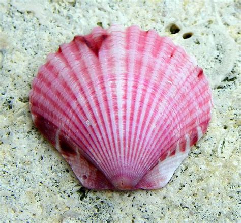 PINK SCALLOP | Shells and sand, Sea shells, Shells