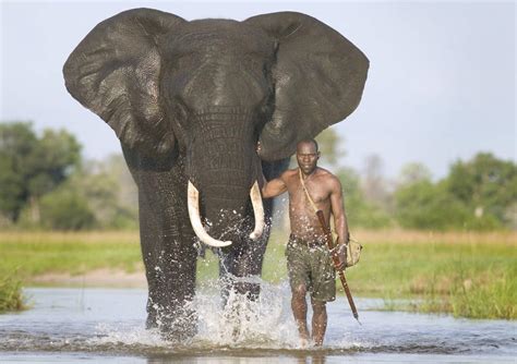 Fantastica Animal: The African Elephant