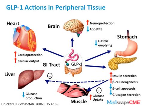 GLP-1: An Alternative Treatment For Obesity - Women Fitness