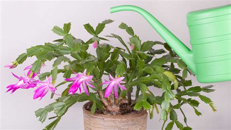 Christmas cactus watering tips: essential advice | Gardeningetc