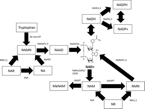 Intracellular NAD⁺ metabolism in eukaryotic cells. NAD⁺ can be... | Download Scientific Diagram