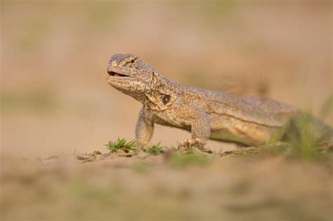 Spiny-tailed lizard feeding - Francis J Taylor Photography