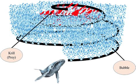 The humpback whales bubble-net feeding (after [28]) | Download Scientific Diagram