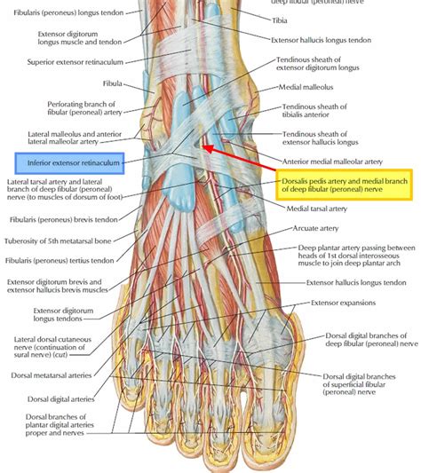 Tarsal tunnel syndrome symptoms, causes, diagnosis, prognosis & treatment