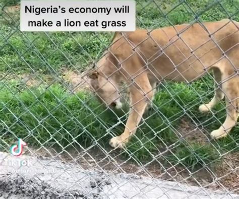 Lion spotted eating grass in a Nigerian zoo (video)