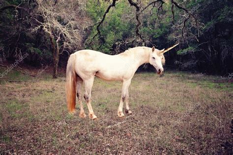 Unicorn photo realistic — Stock Photo © zoomarket #95029686