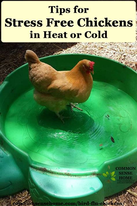 Bird Flu Busters - 5 Strategies for a Healthier Flock