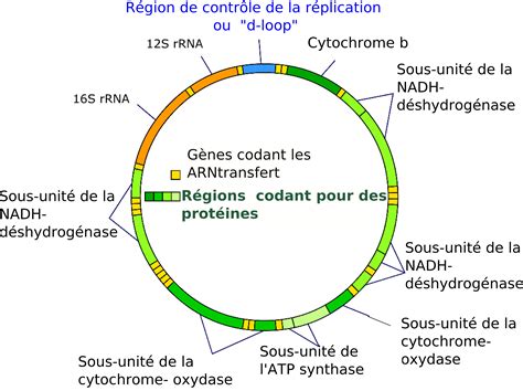 File:Mitochondrial DNA fr.png - Wikimedia Commons