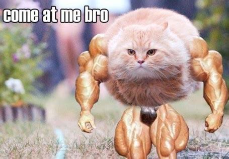 Sociolatte: Come at me Bro Meme